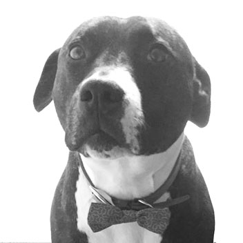 Austin the Staffy