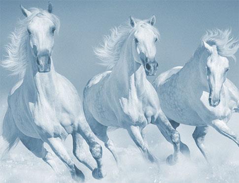 SQ Equestrian