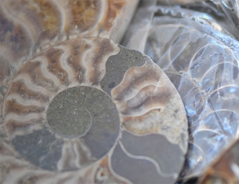 Fossils 4 Sale
