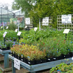 Rebecca - Donington Nurseries